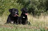 CANE CORSO 869